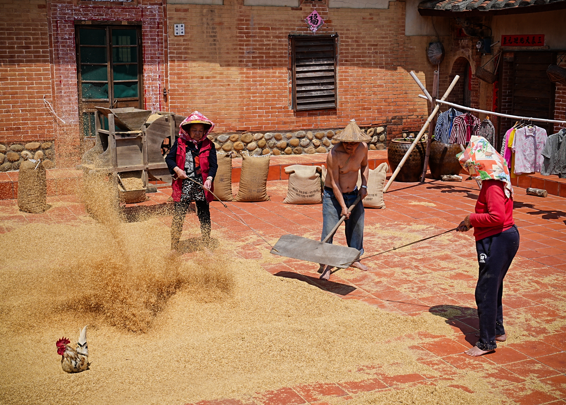 入選  傳統曬稻一  張坤柏